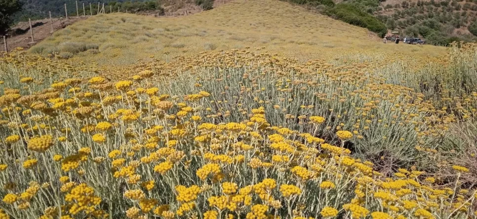Everlasting (Immortelle) Flower Botanical Features and Agriculture.