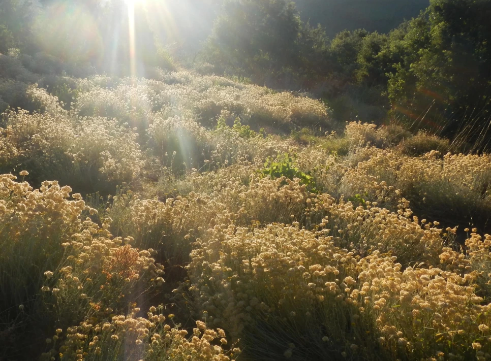 Everlasting Flower Botanical Features and Benefits