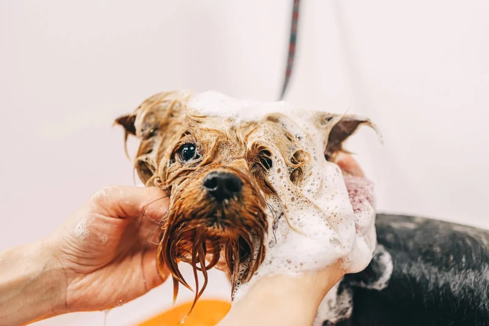 Skin of Our Pawed Friends