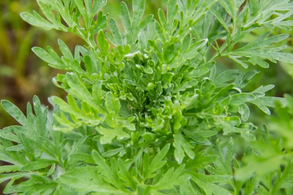 Botanical Properties and Benefits of Wormwood