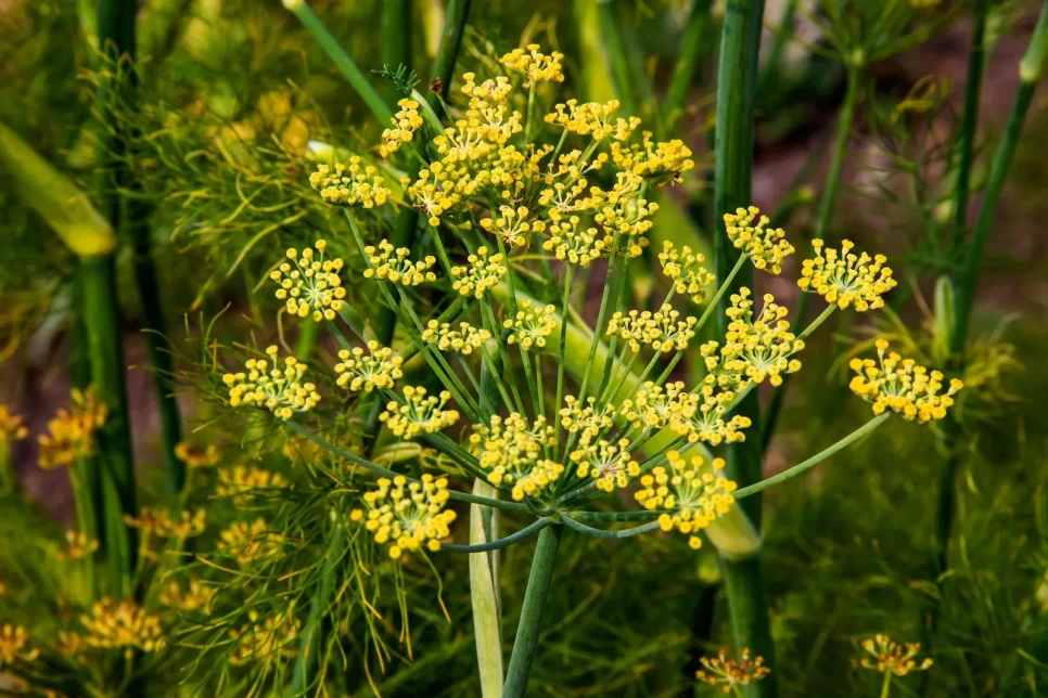 Fennel Botanical Features and Benefits