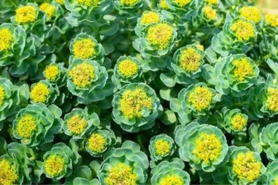 Rhodiola Ekstraktı (Rhodiola rosea L.): Adaptogen Etkiler ve Endüstriyel Kullanımlar