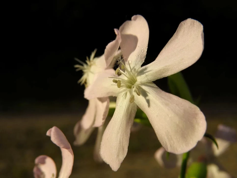 Botanical Properties and Benefits of Common Soapwort