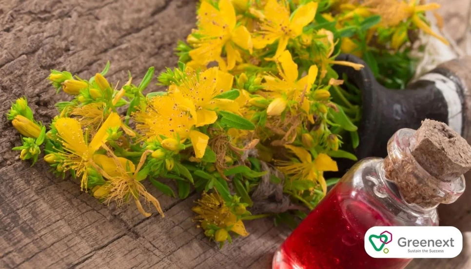 Using St. John's Wort Oil in Surface Cleaning