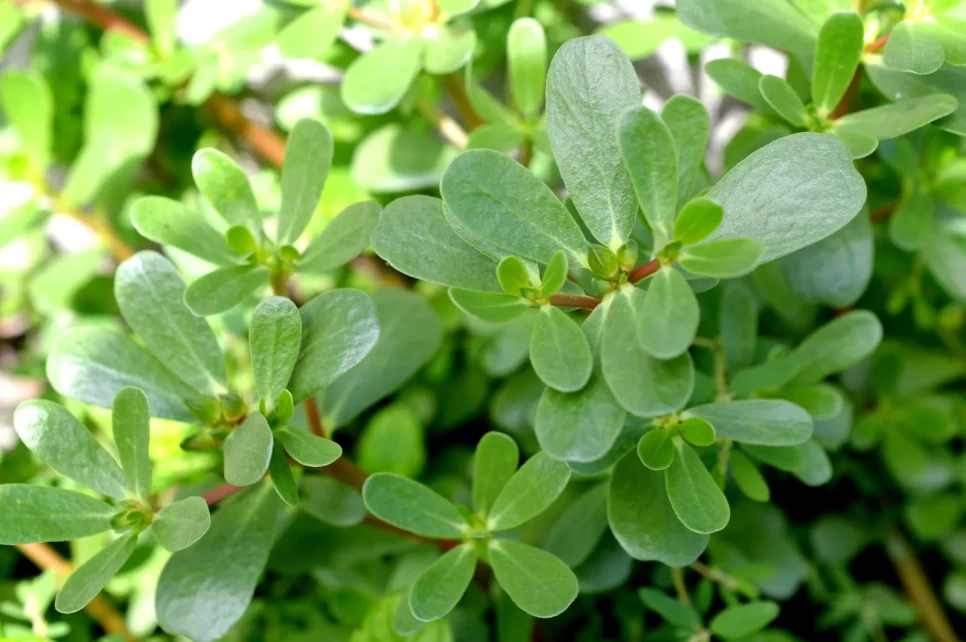 Botanical Properties and Benefits of Purslane