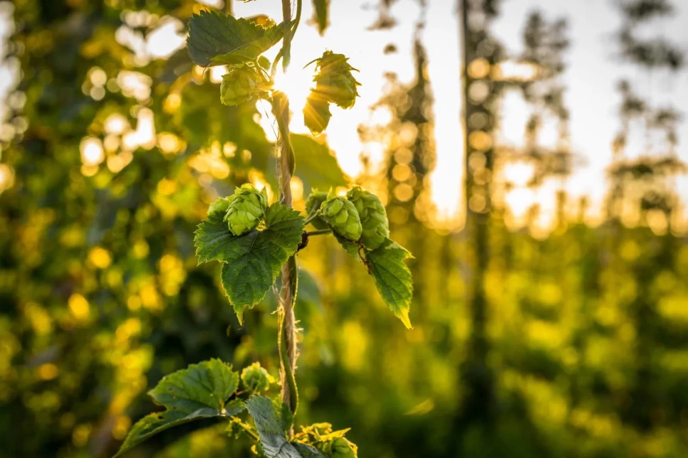 Botanical Properties and Benefits of Hops