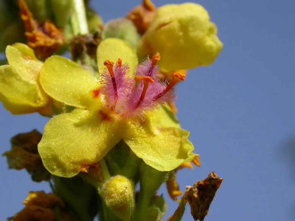 Botanical Properties and Benefits of Great Mullein