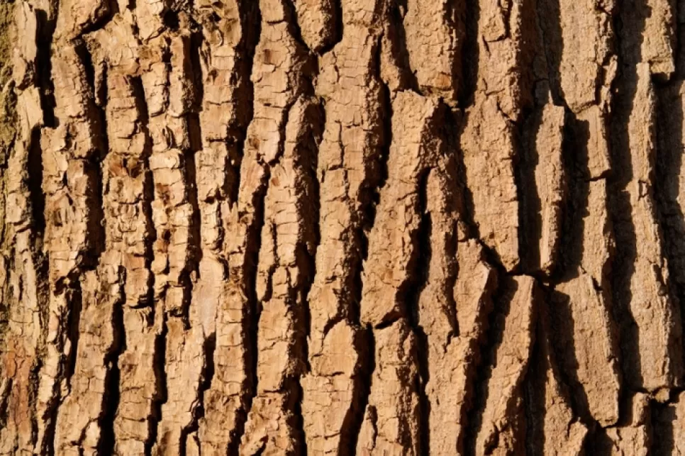 Hassas Ciltler İçin Kimyasal Asitlere Bitkisel Bir Alternatif: Söğüt Ağacı Kabuğu Ekstraktı