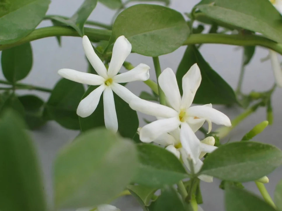 Botanical Properties and Benefits of Jasmine Flower