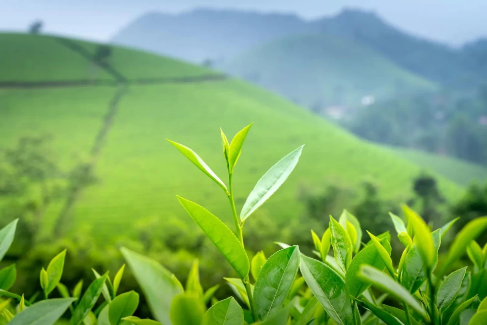 Botanical Properties and Benefits of Green Tea