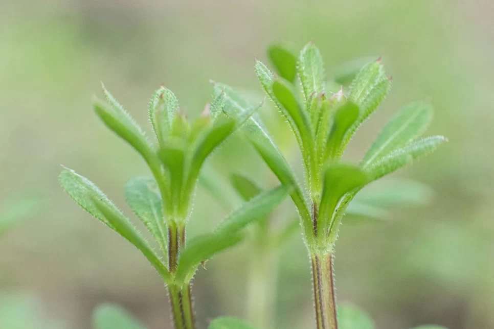 Botanical Properties and Benefits of Clavers