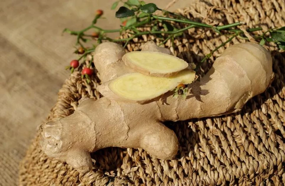 Botanical Properties and Benefits of Ginger