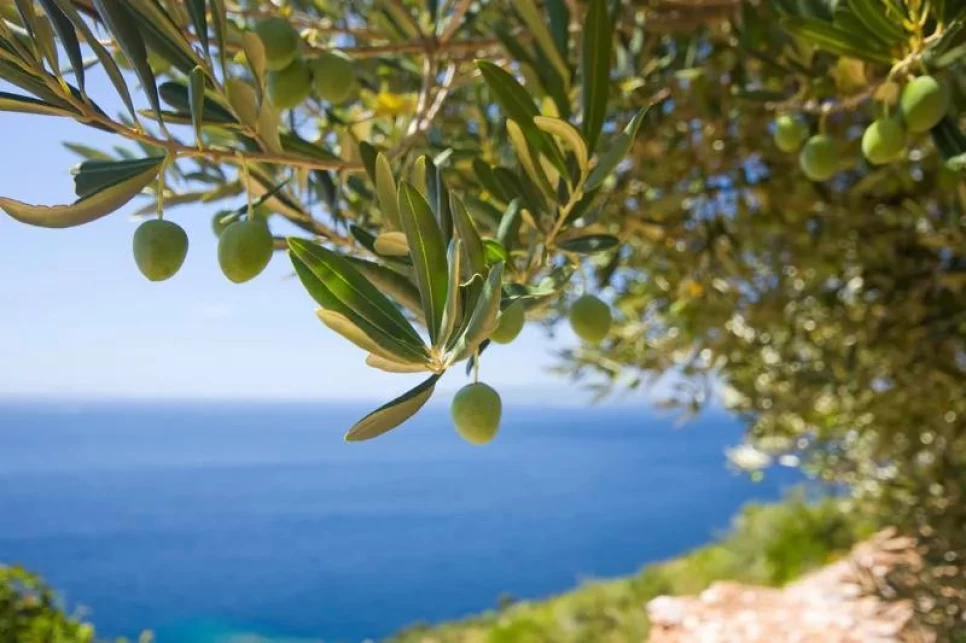 Botanical Properties and Benefits of Olive