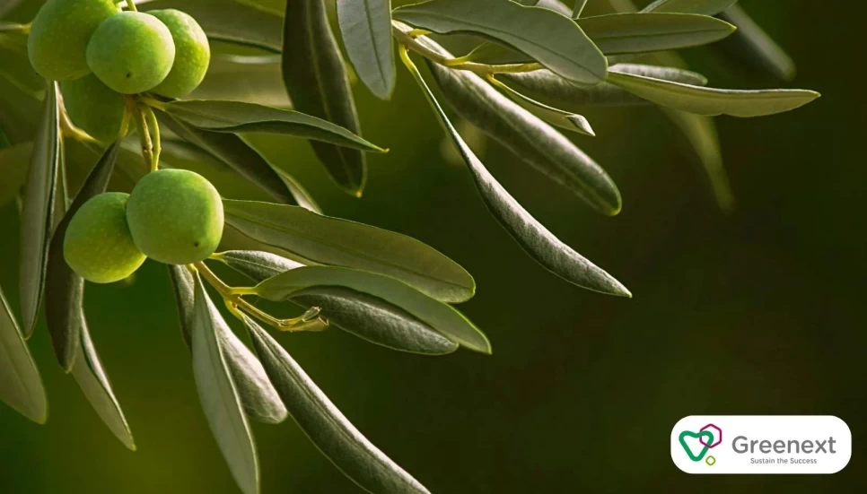 Zeytin Yaprağı: İçeriği, Faydaları ve Kullanım Alanları