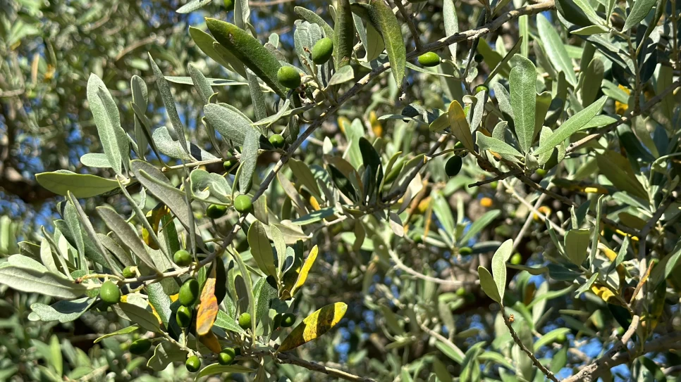 Botanical Properties and Benefits of Olive Leaf