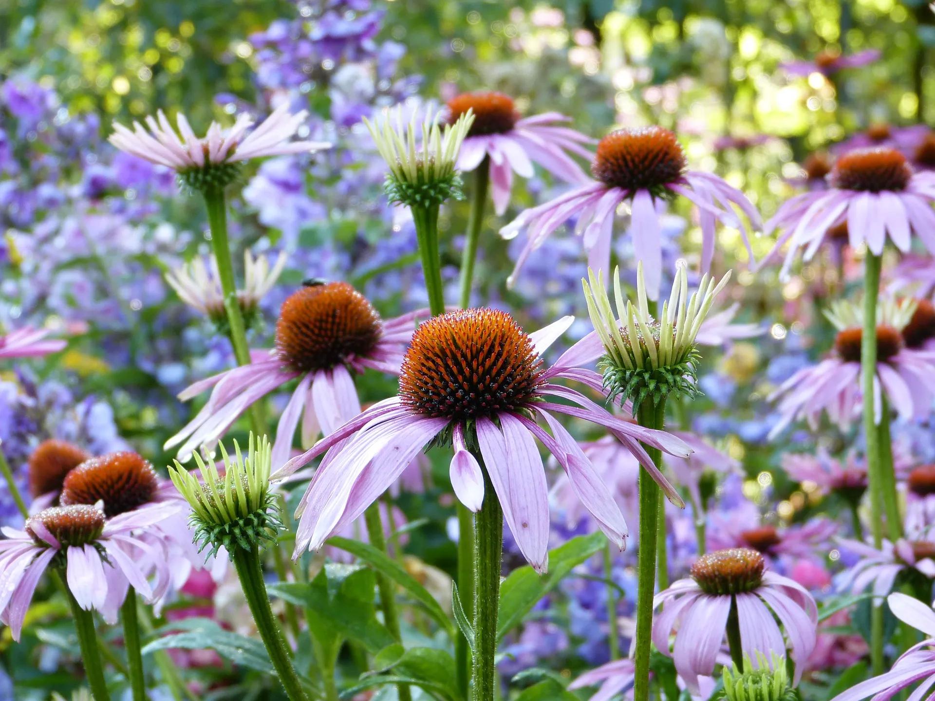 Ekinezya (Echinacea purpurea L.) Tarımı