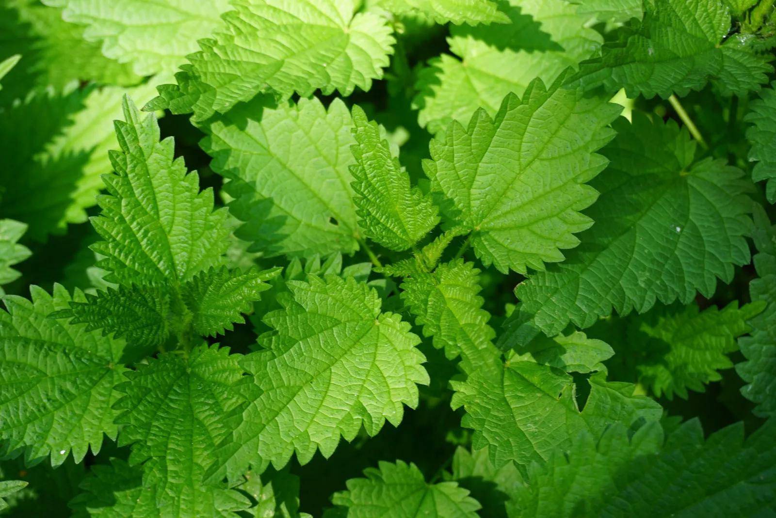 Isırganın Botanik Özellikleri ve Faydaları