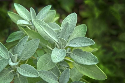 Adaçayı (Salvia fruticosa Mill) Tarımı