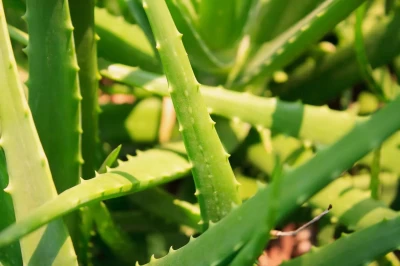 Aloe Vera Bitkisinin Botanik Özellikleri ve Faydaları
