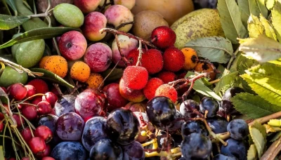 Antioksidan Nedir? Bitkisel Ekstraktlarla Serbest Radikal Koruması