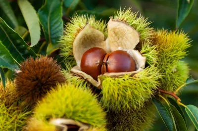 Göz Altı Morlukları ve Şişkinlikler İçin At Kestanesi Ekstraktı