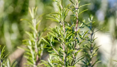 Biberiye Hidrolatı: Cilt ve Saç İçin Doğal Destek