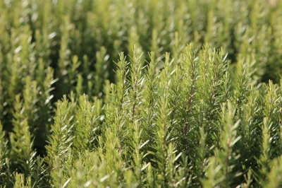 Biberiye (Rosmarinus officinalis) Tarımı