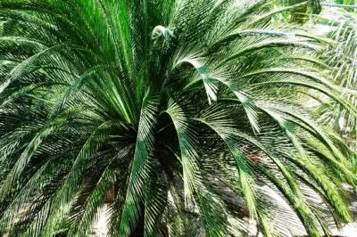 Cüce Palmiye Ekstraktı 