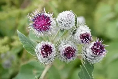 Dulavrat Otu Ekstraktı | Detoks ve Metabolizma Desteği