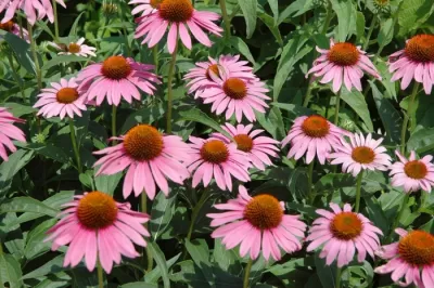 Greenext Echinacea Extract: Scientifically Proven, Multi-Purpose Ingredient for Functional Foods, Supplements, and Natural Cosmetics