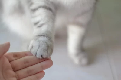Herba Pet Kompleks