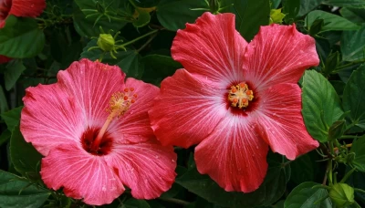 Hibiskus (Hibiscus sabdariffa L.): Bitkisel Profili ve Kullanımı