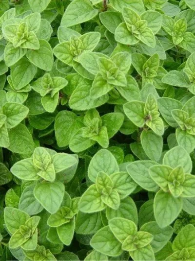 İstanbul Kekiği (Origanum vulgare subsp. hirtum) Tarımı