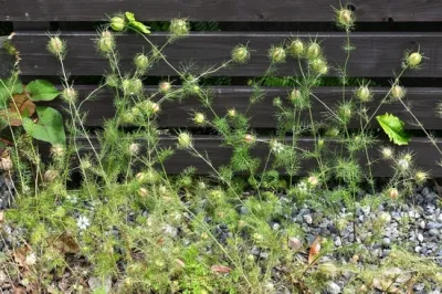 Ciltte Dolaşımı Destekleyen Bitkisel Aktif: Karabaş Otu Ekstraktı