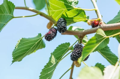 Karadut Meyvesinin Botanik Özellikleri ve Faydaları