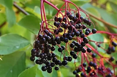 Kara Mürver (Sambucus nigra L) Tarımı