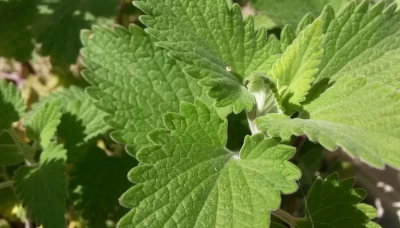 Kediotu Nedir? Valeriana officinalis Hakkında Her Şey