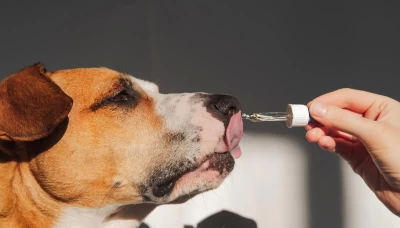 Köpeğiniz İçin En İyi 5 Vitamin Takviyesi
