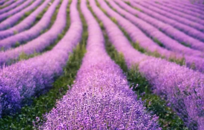 Lavanta (Lavandula x intermedia Emeric ex Loisel.) Tarımı