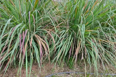 Limon Otu Yağı | Doğal Antimikrobiyal ve Deodorize Edici Uçucu Yağ