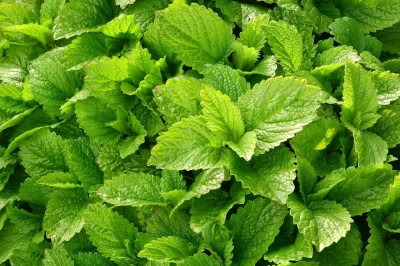 Limon Otu (Lippia citriodora H.B.K.) Tarımı