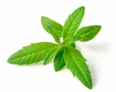 Limon Otu Nedir? Nerelerde Yetişir?