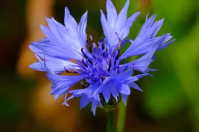 Cornflower Extract and Post-UV Skin Mechanisms