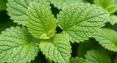 Melisa Hidrosolü: Limon Kokulu Sakinleştirici Su