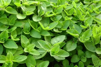 Mercanköşk (Origanum dubium Boiss.) Tarımı