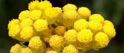 Ölmez Çiçek (Helichrysum italicum Roth.) Tarımı