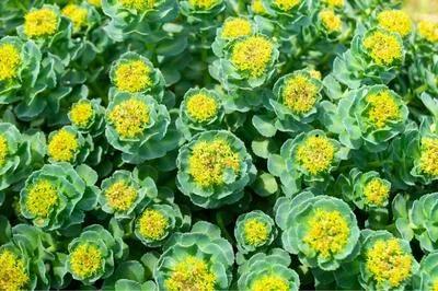 Rhodiola Ekstraktı (Rhodiola rosea L.): Adaptogen Etkiler ve Endüstriyel Kullanımlar