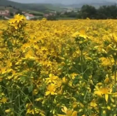 Sarı Kantaron Bitkisi Botanik Özellikleri ve Tarımı