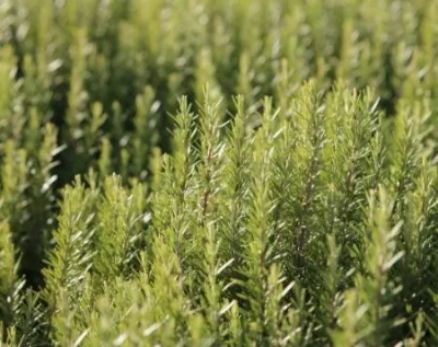 Türkiye'de Tıbbi ve Aromatik Bitki Tarımı