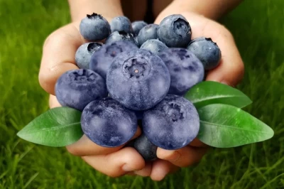 Yaban Mersini (Vaccinium myrtillus L.) Faydaları, Yetiştiriciliği ve Kullanım Alanları